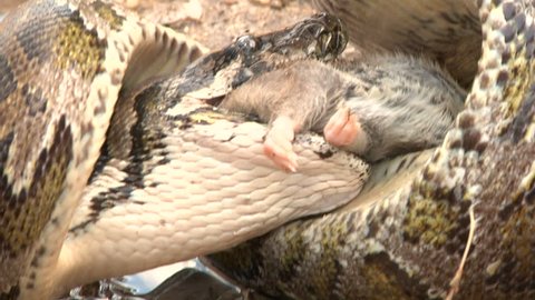 Python Eats Rat in Swamp