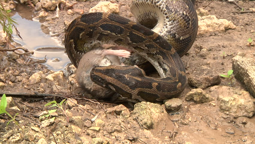 Python Eats Rat in Swamp Stock Footage Video (100% Royalty-free ...