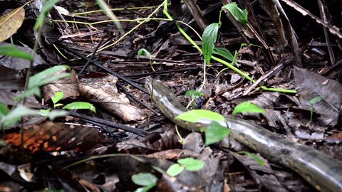 Anaconda slithering away deep in the Amazon rain forest in Peru