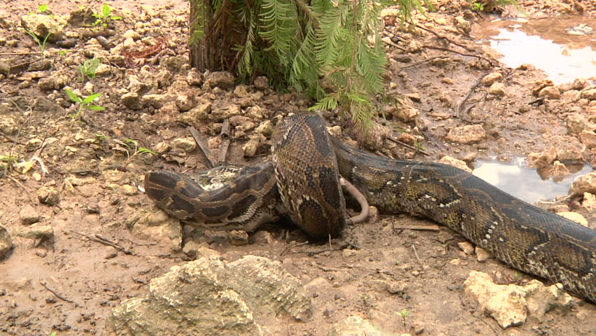 python eats rat swamp Stock Footage Video (100% Royalty-free) 1392775 ...