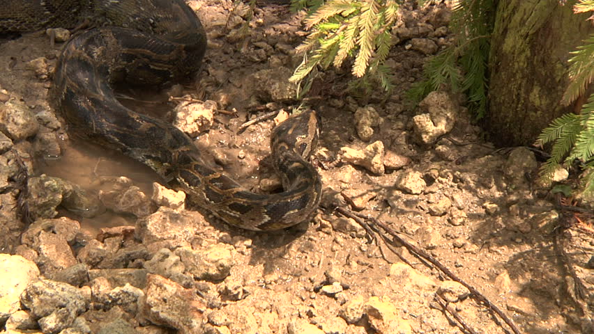 Python Eats Rat in Swamp Stock Footage Video (100% Royalty-free ...