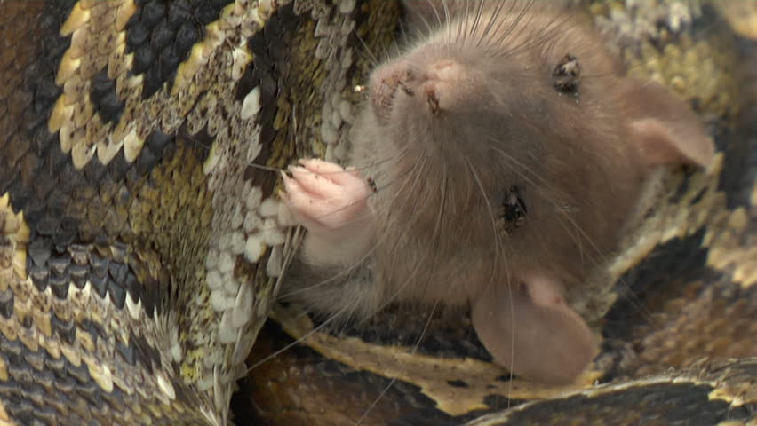 PYTHON-EATS-RAT Footage, Videos and Clips in HD and 4K - Avopix.com