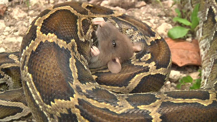 PYTHON-EATS-RAT Footage, Videos and Clips in HD and 4K - Avopix.com