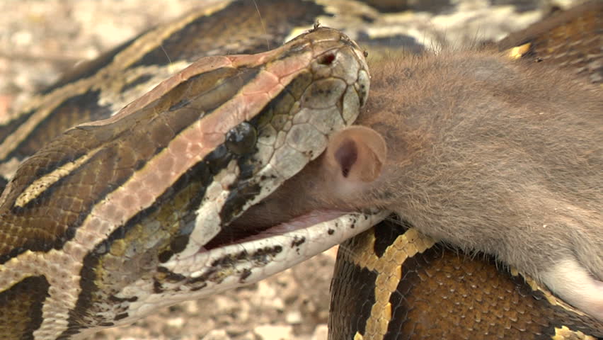 PYTHON-EATS-RAT Footage, Videos and Clips in HD and 4K - Avopix.com