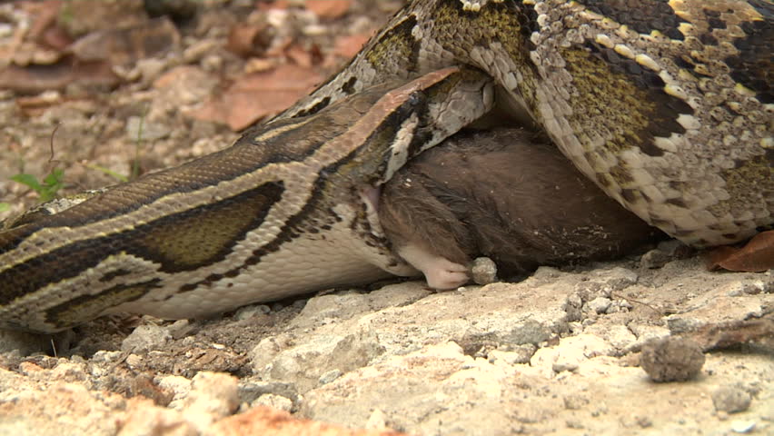 PYTHON-EATS-RAT Footage, Videos and Clips in HD and 4K - Avopix.com