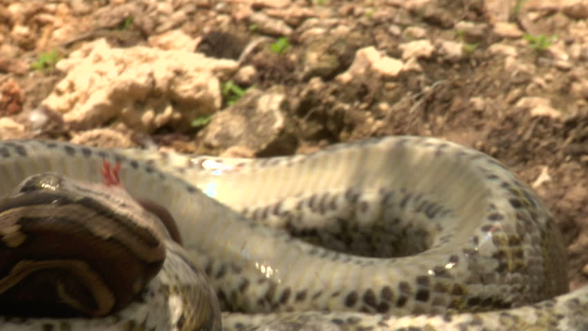 PYTHON-EATS-RAT Footage, Videos and Clips in HD and 4K - Avopix.com