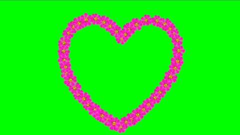 Pink Heart. Animated pink flower Heart video for Wedding and Love Story Video with green chroma key. Video background pink flowers heart for Love video backgrounds, title, intro, presentation.