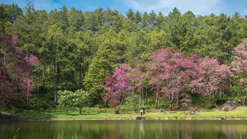 Camera panning time-lapse of cloud moving over Thai cherry blossoms garden (or Thai Sakura or Wild Himalayan Cherry), Chiang Mai, Thailand.