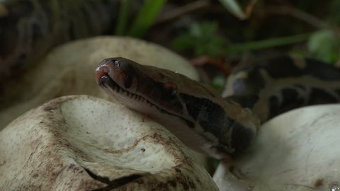 Pythons Hatching