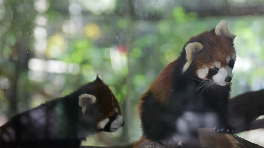  Couple  Red Panda  Science Names  Stock Footage Video 100 