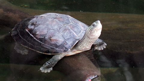 Closeup View Turtle Pond Full Hd Stock Footage Video (100% Royalty-free ...