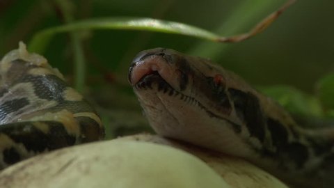 Pythons Hatching