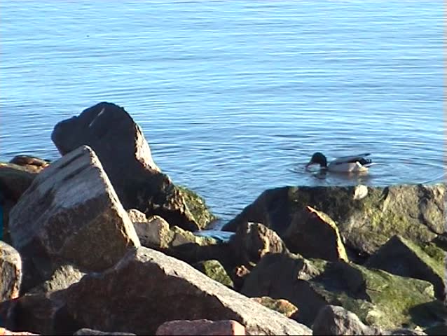 Duck diving in a sea