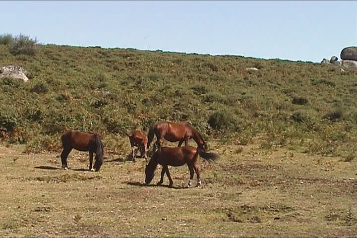 Horses grazing in the mountain