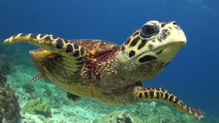Hawksbill Sea Turtle is swimming and chases the camera probably seeing it's mirror image. | Shutterstock HD Video #13945376