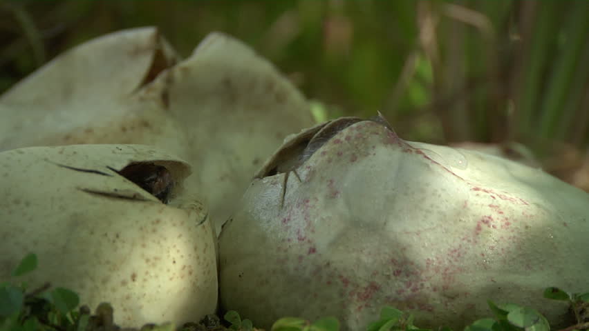 Pythons Hatching