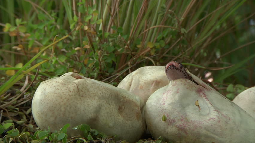 Pythons Hatching