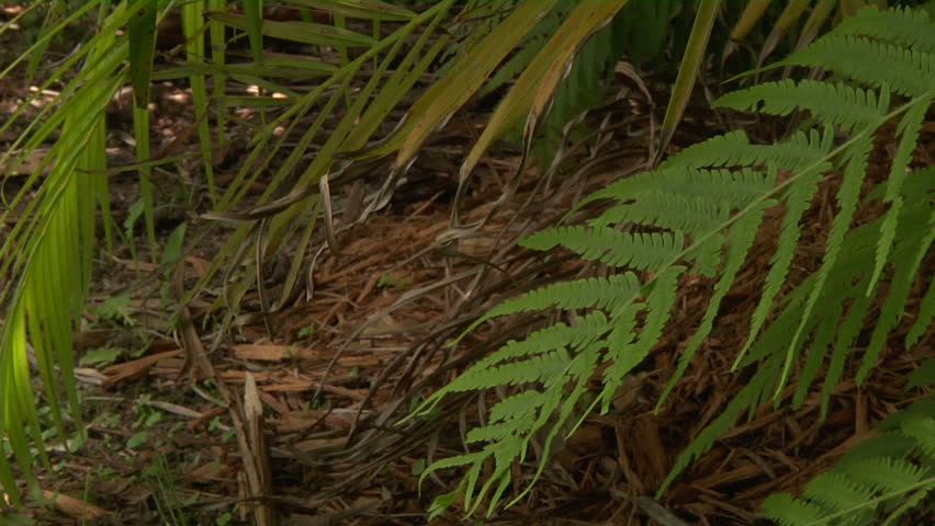 python eggs Stock Footage Video (100% Royalty-free) 1394662 | Shutterstock