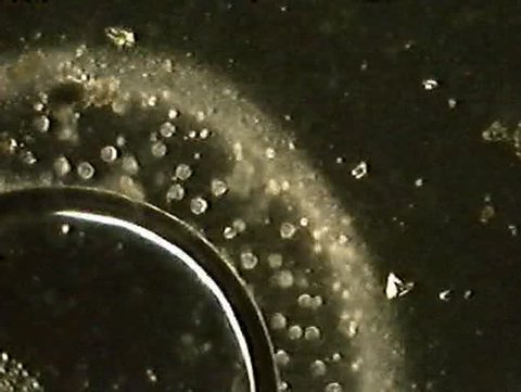 Educational Microscopic view of the bouncing protozoan (Halteria sp.) being trapped next to a bubble by a solid ring of bacteria.