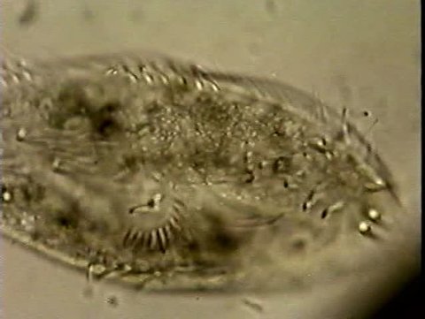 Microscopic Educational: An extremely high-powered microscopic view of active Oxtricha fallax cirri (cilia tufts) which are used to move and to catch food