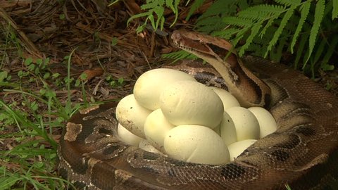 Python with Eggs