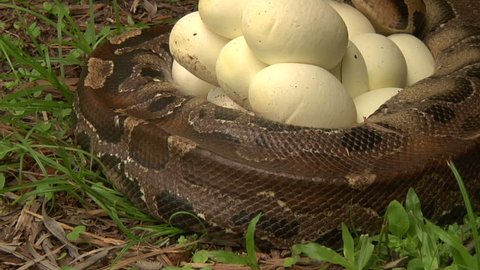 Python with Eggs