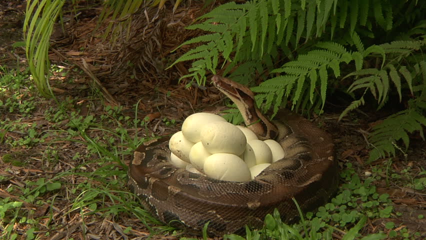 Яйца змей видео. Гнездо яйца королевской кобры. Змеиное гнездо гадюки. Гнездо кобры. Змеиные яйца.