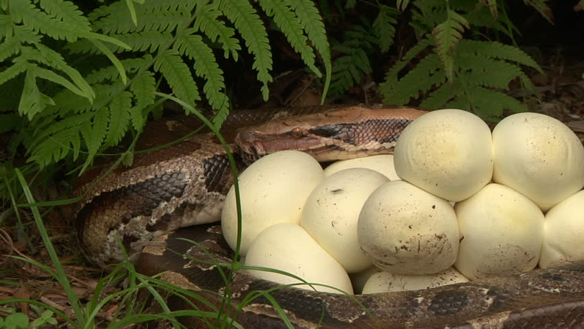 Видео яйца змеи. Гнездо змеи. Змеиное гнездо с яйцами. Змея в гнезде.