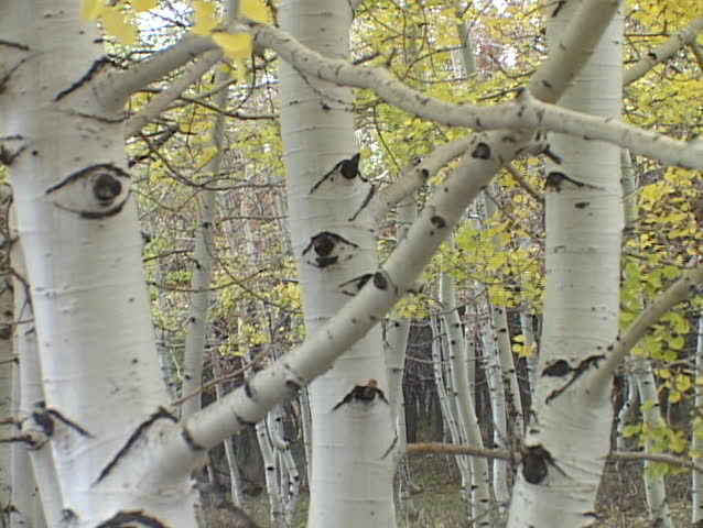 Branches reach out from aspen trees in a forest.