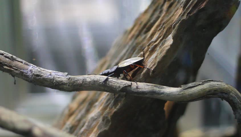 Stag beetle walking at the tree branch