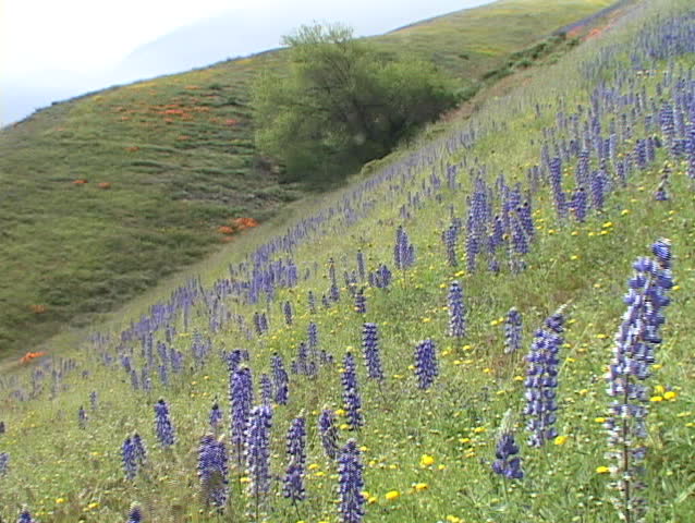 Purple and yellow wildflowers grow on a hillside.
