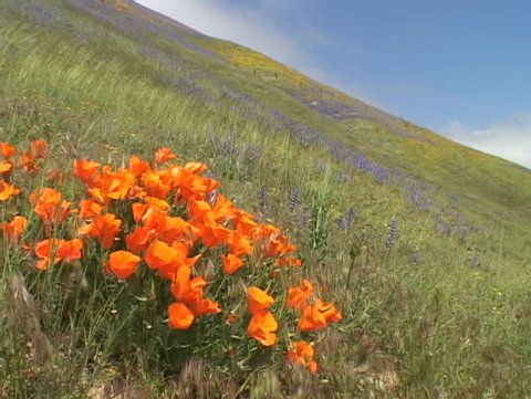 Orange California poppy wildflowers grow in a field.