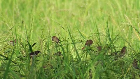 Scaly-breasted and White-rumped Munia birds feeding on ripening rice in central Thailand at 60fps
