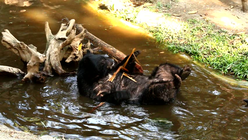 bear playing water in pool
