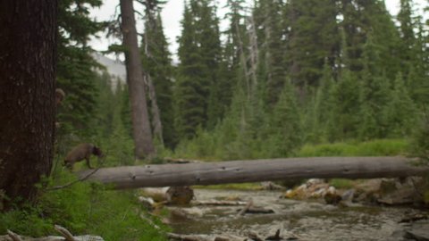 Wide shot of hikers using a fallen tree to cross a stream Video Stok