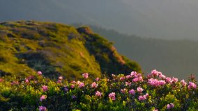 Wild flowers Rhododendron myrtifolium on summer mountain. Carpathian, Ukraine. HD video