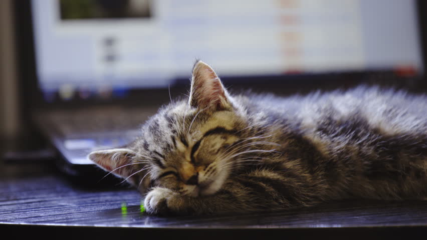 Baby Cat Sleeping In Front Arkivvideomateriale 100 Royaltyfritt Shutterstock