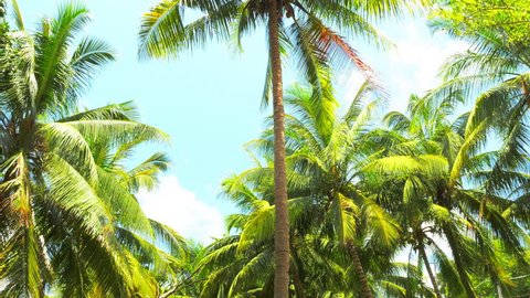Palmtrees POV video with vivid green leaves on tropical island coast of Phuket