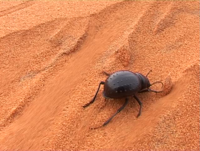 жук пустыни намиб. семейство - чернотелки (tenebrionidae). жук чернотелка в пустыне. жук скоробейник в египте. намибийский жук чернотелка.