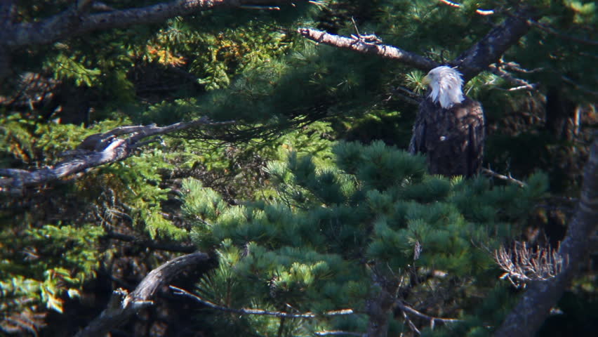 A beautiful mature bald eagle in the wild.  