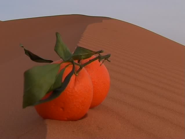 Orange on the top of sand dune in Sahara desert