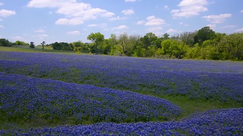 Aerial over a vast field of bluebonnets near Ennis Texas. Dolly shot across the field revealing lush bluebonnets. Continue tracking left and panning across the field from a height of about 8 feet.