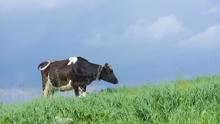 cow on meadow