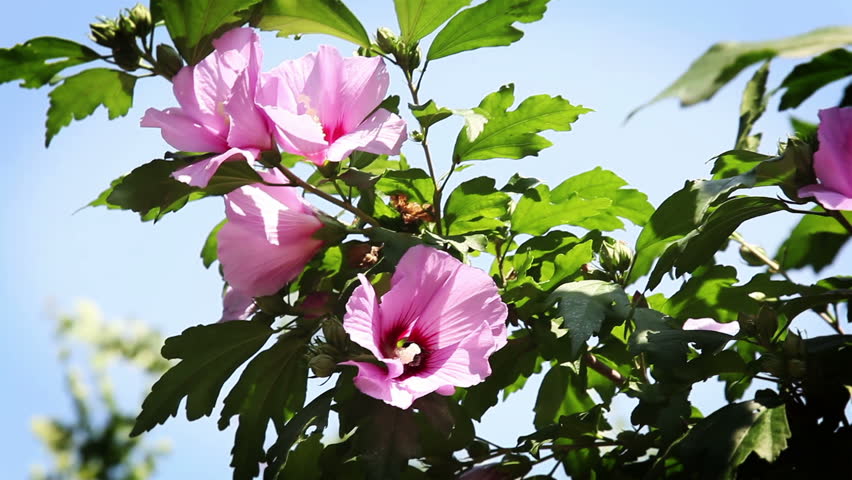 Pink Flower against blue sky
