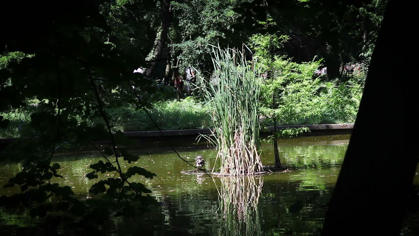 Wild Ducks on lake