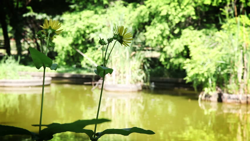 Yellow Flowers near lake
