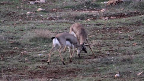 Israeli Mountain gazelle fighting 
Beautiful shot of Israeli Mountain gazelle juveniles fighting 

