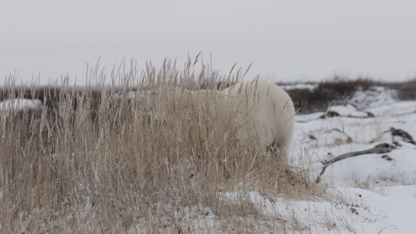 Polar bear behind bush 
Polar bear stand behind bush on the snow 
