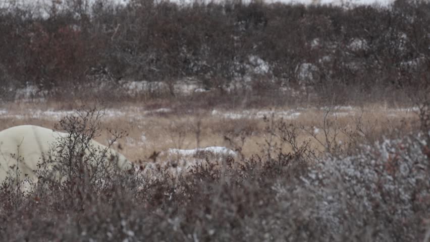 Polar bears walking away from the camera  
Beautiful shot of 2 Polar bears walking away from the camera behind bushes 
