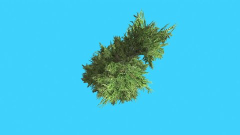 Hollywood Juniper, Topiary, Tall Shrub, Tree Top Down is Swaying at the Wind, Tilts Down, Tree on Chroma Key, Alfa, Blue Background, Coniferous Evergreen Shrub or Small Tree, scale-like leaves, vivid